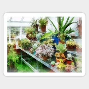 Greenhouse With Cactus Sticker